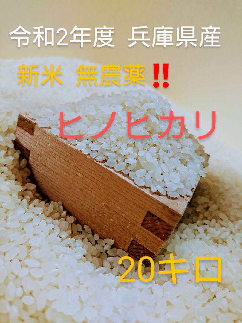 新米 特別栽培米コシヒカリブレンド白米２4ｋｇ-