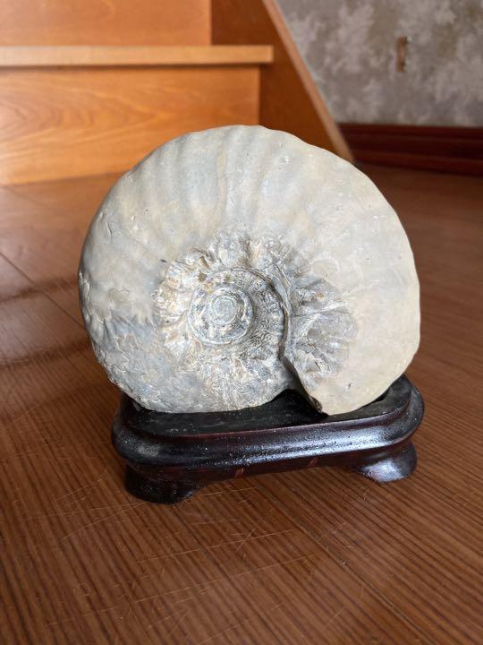 北海道 アンモナイト 大きなパキ 化石 置物 インテリア スレ